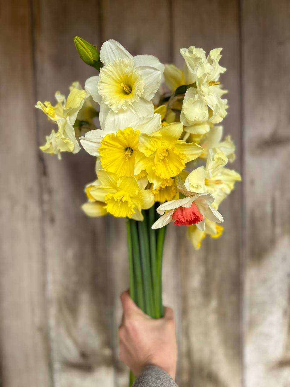 Mixed Narcissi (BACK SOON)