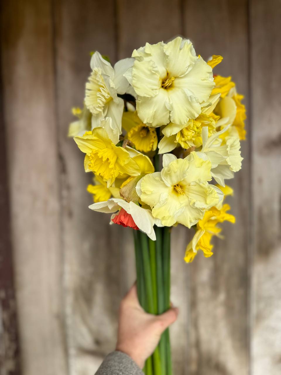 Mixed Narcissi (BACK SOON)