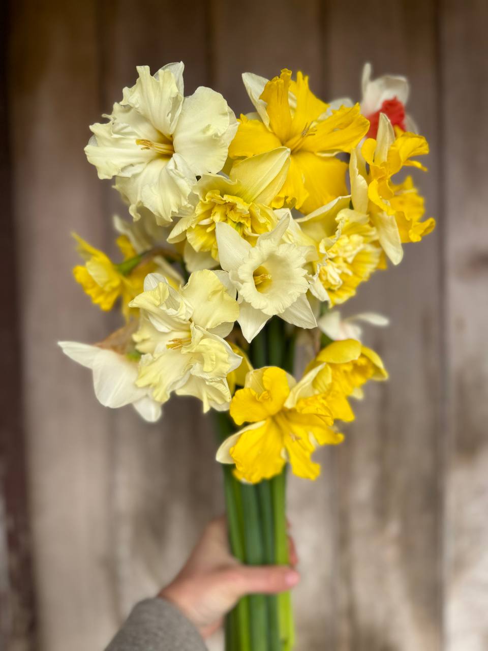Mixed Narcissi (BACK SOON)