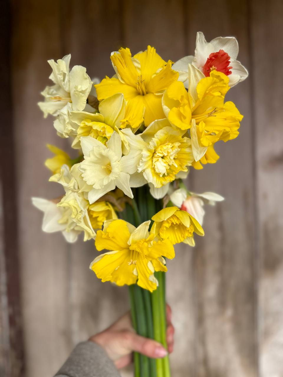 Mixed Narcissi (BACK SOON)